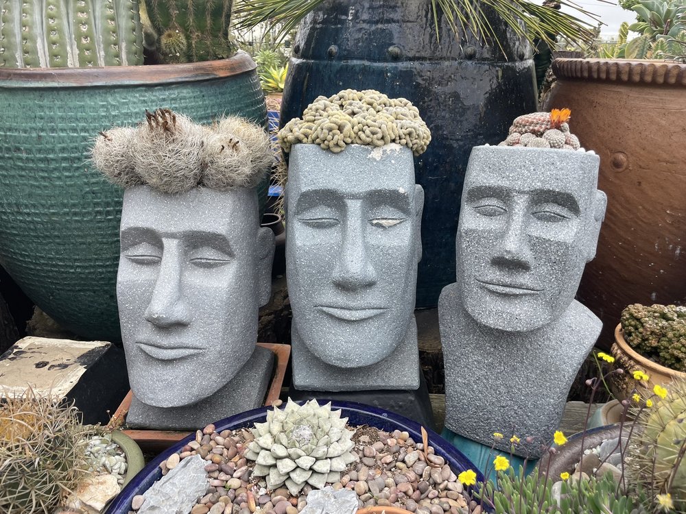 How to Create a Water-Wise Garden with Succulents and Cacti